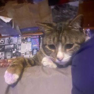 Meet your Posher, Sam